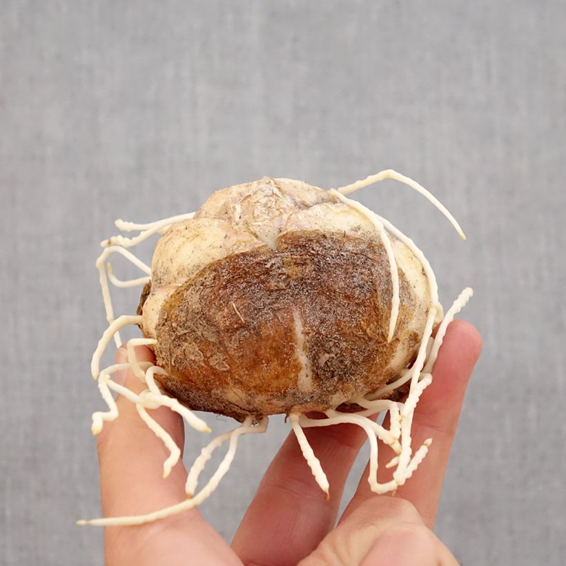 Esemplare di Fritillaria imperialis Rubra - Corona imperiale Bulbo taglia 24+ come consegnato in autunno