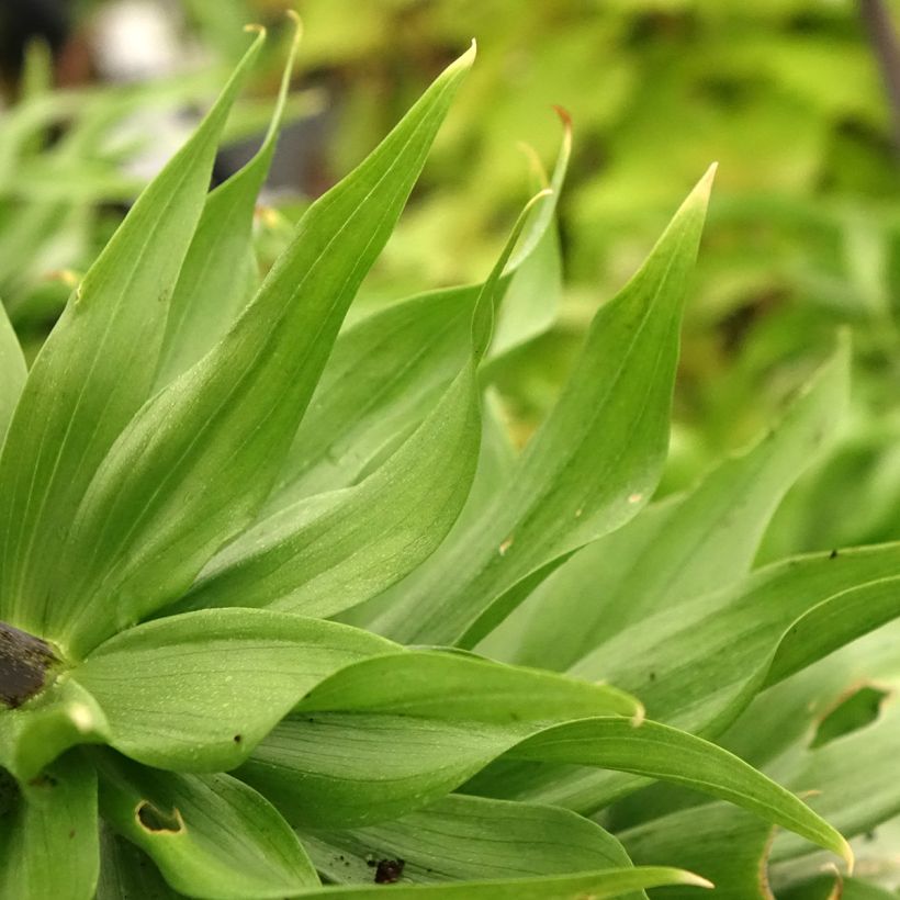 Fritillaria imperialis Rubra - Corona imperiale (Fogliame)