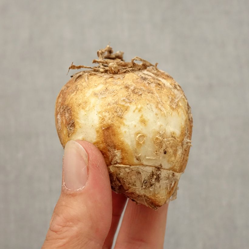 Esemplare di Fritillaria imperialis Striped Beauty - Corona imperiale Bulbo taglia 20/24 come consegnato in autunno