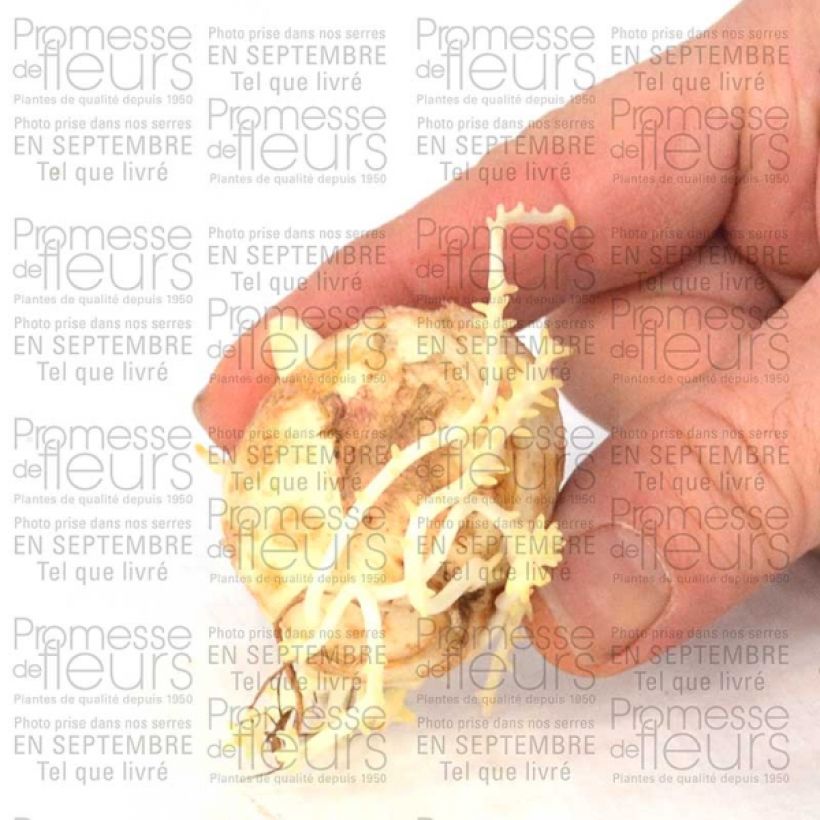 Esempio di esemplare Fritillaire imperialis Tchaikovsky - Couronne impériale Bulbe calibre 14 come consegnato