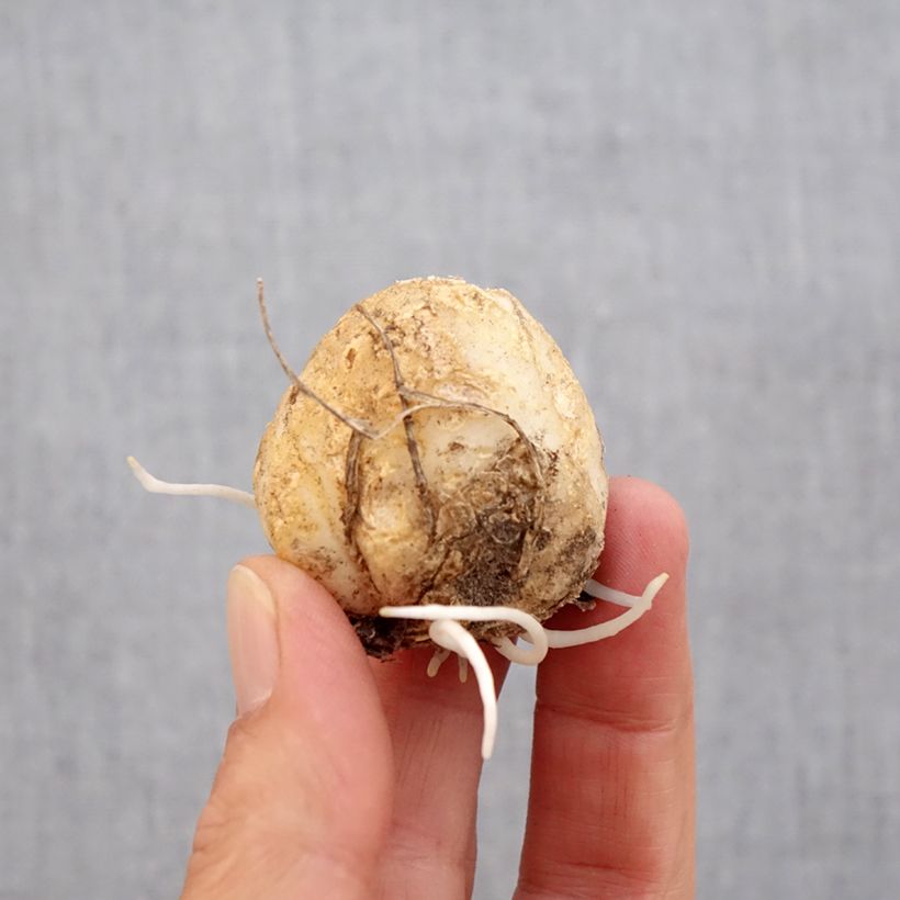 Esemplare di Fritillaria imperialis Tchaikovsky - Corona imperiale Bulbo taglia 14 come consegnato in autunno