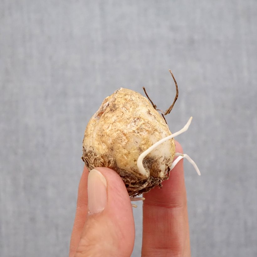 Esemplare di Fritillaria imperialis Vivaldi - Corona imperiale Bulbo taglia 14/16 come consegnato in autunno