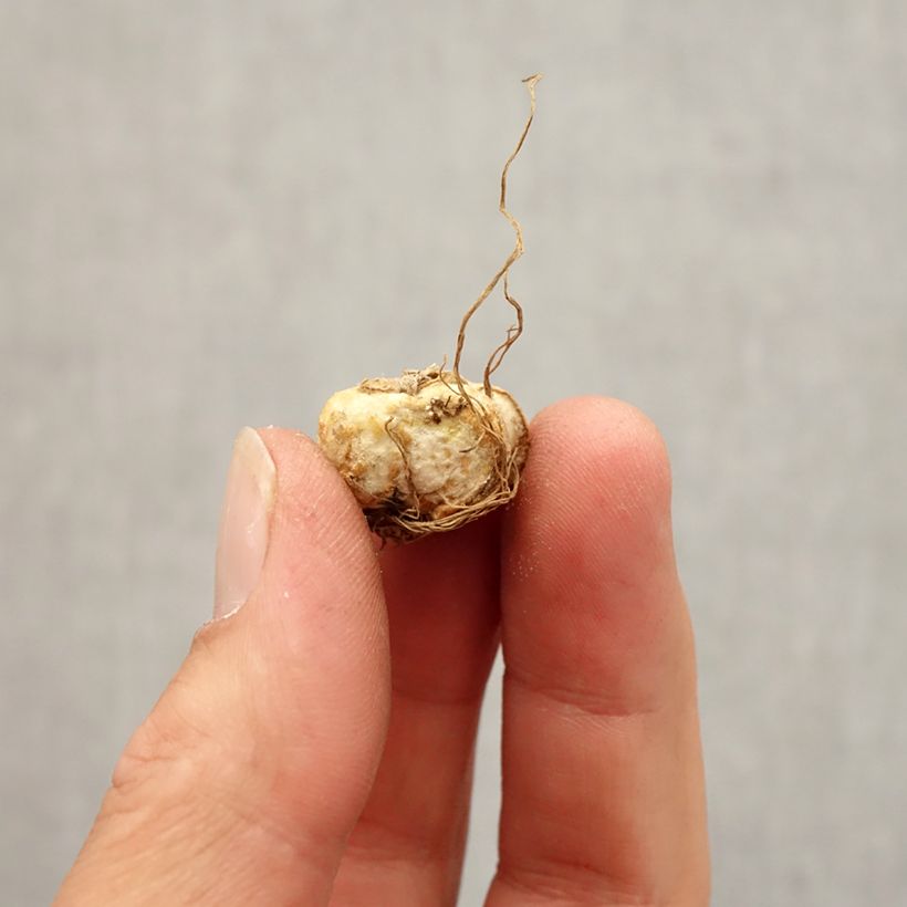 Esemplare di Fritillaria michailovskyi Bulbo taglia 5+ come consegnato in autunno