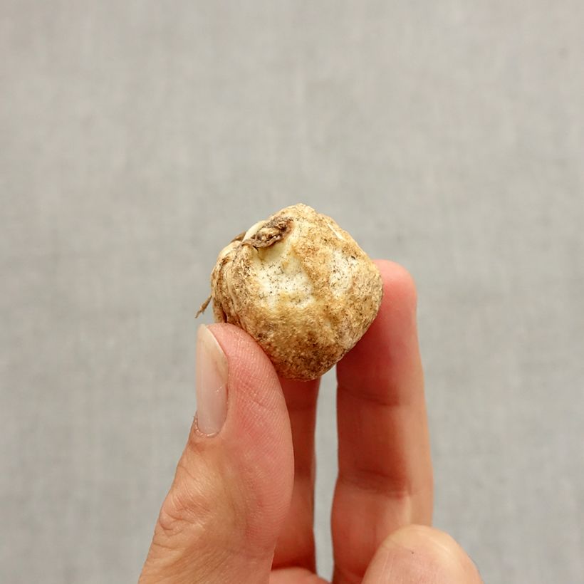 Esemplare di Fritillaria pallidiflora Bulbo taglia I come consegnato in autunno