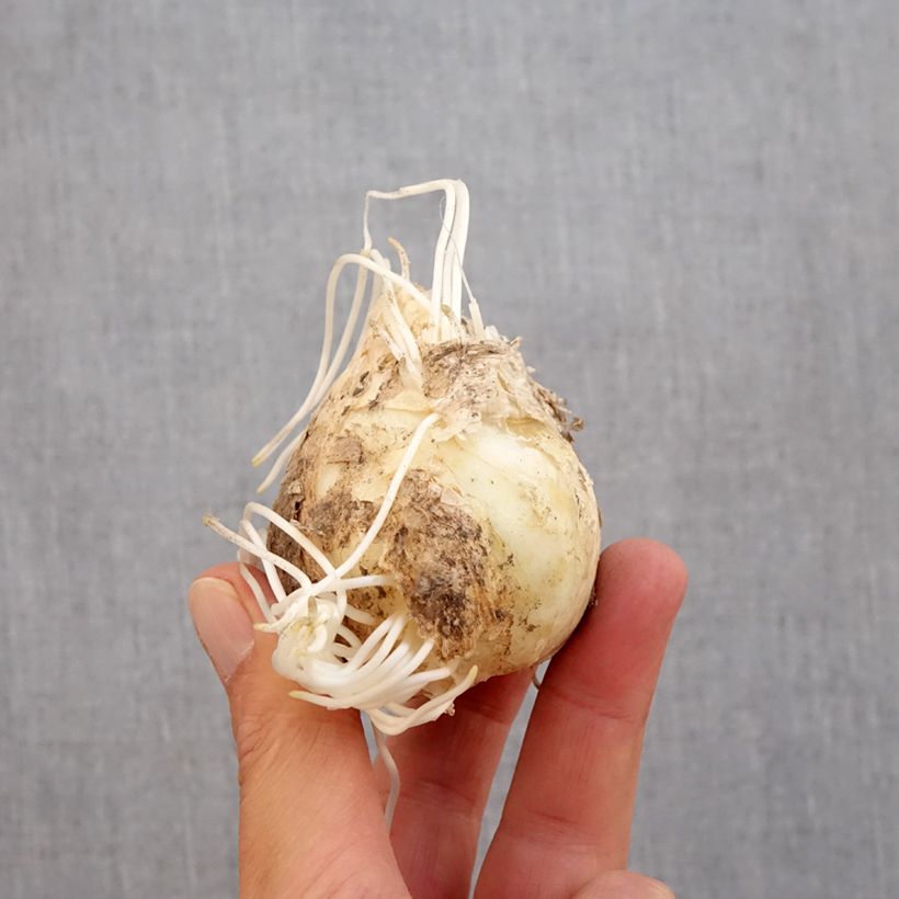 Esemplare di Fritillaria persica Adiyaman - Meleagride persiana Bulbo taglia 20+ come consegnato in autunno