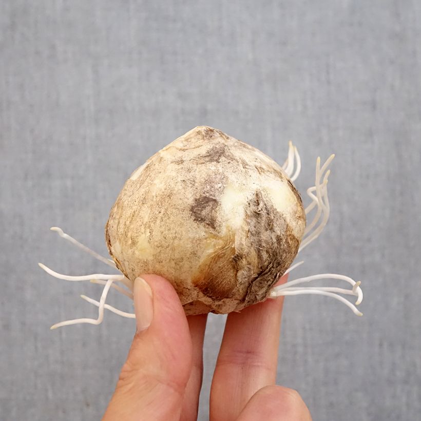 Esemplare di Fritillaria persica Bicolor Magic Bells - Meleagride persiana Bulbo taglia 18/20 come consegnato in autunno