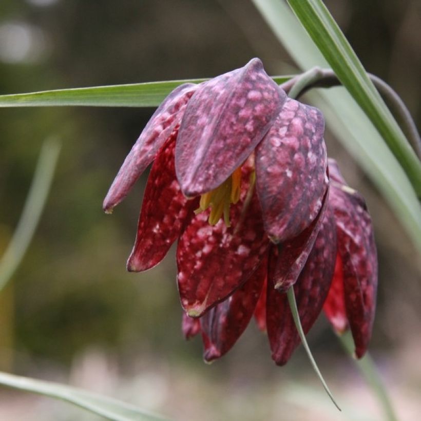 Fritillaria meleagris - Bossolo dei dadi (Fioritura)