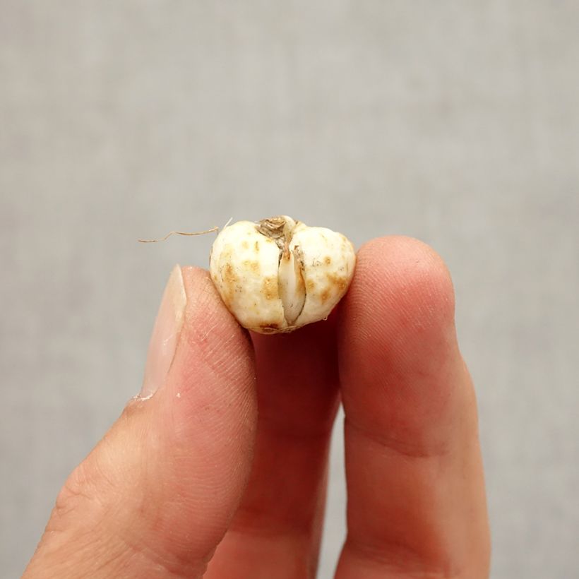 Esemplare di Fritillaria meleagris Alba - Bossolo dei dadi biancho Bulbo size 5+ come consegnato in autunno