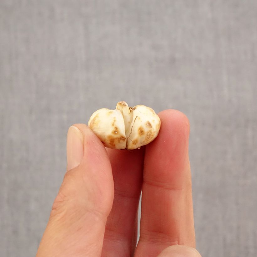 Esemplare di Fritillaria meleagris - Bossolo dei dadi Bulbo size 6+ come consegnato in autunno