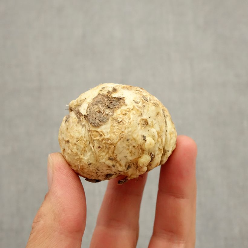 Esemplare di Fritillaria sewerzowii Bulbo taglia I come consegnato in autunno