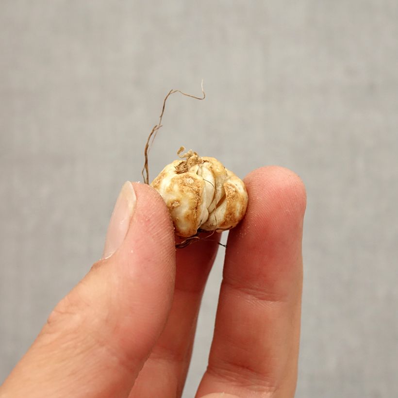 Esemplare di Fritillaria thunbergii Bulbo taglia 5+ come consegnato in autunno