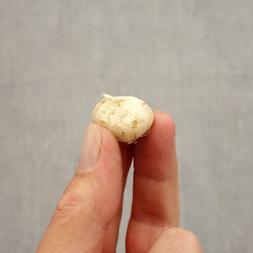 Esemplare di Fritillaria uva-vulpis Bulbo size 7+ come consegnato in autunno