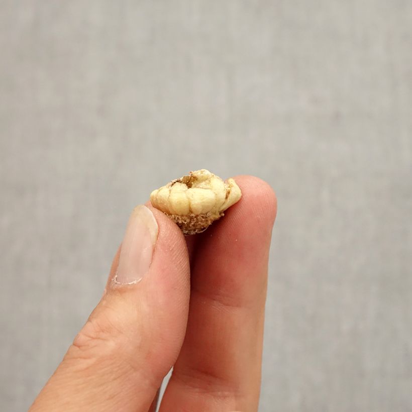 Esemplare di Fritillaria crassifolia ssp crassifolia Bulbo taglia 6+ come consegnato in autunno