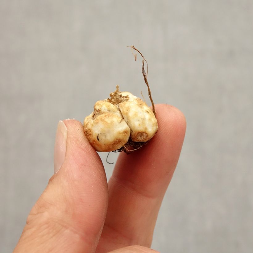 Esemplare di Fritillaria davisii Bulbo taglia 5+ come consegnato in autunno