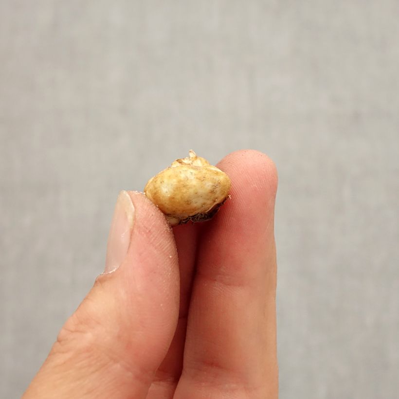 Esemplare di Fritillaria elwesii Bulbo taglia 5+ come consegnato in autunno