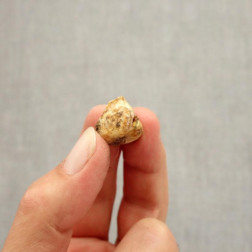 Esemplare di Fritillaria liliacea Bulbo taglia I come consegnato in autunno