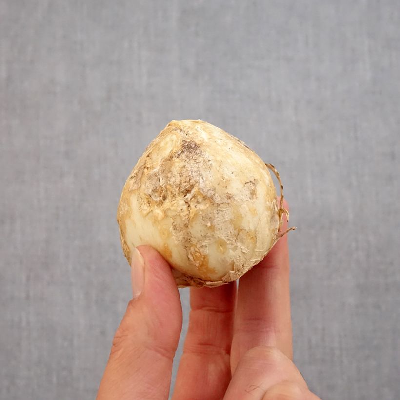 Esemplare di Fritillaria persica Green Dreams - Meleagride persiana Bulbo taglia 20+ come consegnato in autunno