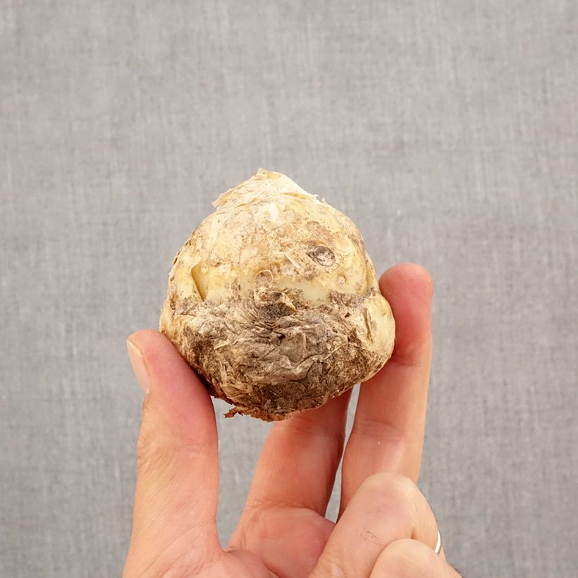 Esemplare di Fritillaria persica Ivory Bells - Meleagride persiana Bulbo taglia I come consegnato in autunno