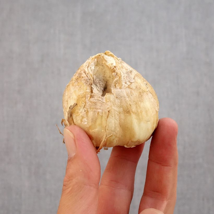 Esemplare di Fritillaria persica Twintowers Tribute - Meleagride persiana Bulbo taglia 20+ come consegnato in autunno