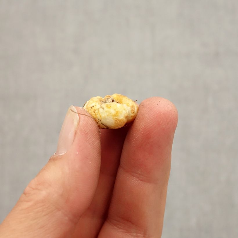 Esemplare di Fritillaria pontica Bulbo taglia 5+ come consegnato in autunno