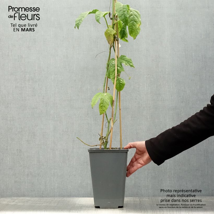 Passiflora edulis - Maracujá Vaso da 3L/4L esemplare consegnato in primavera
