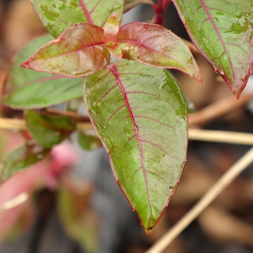 Fuchsia alpestris - Fucsia (Fogliame)