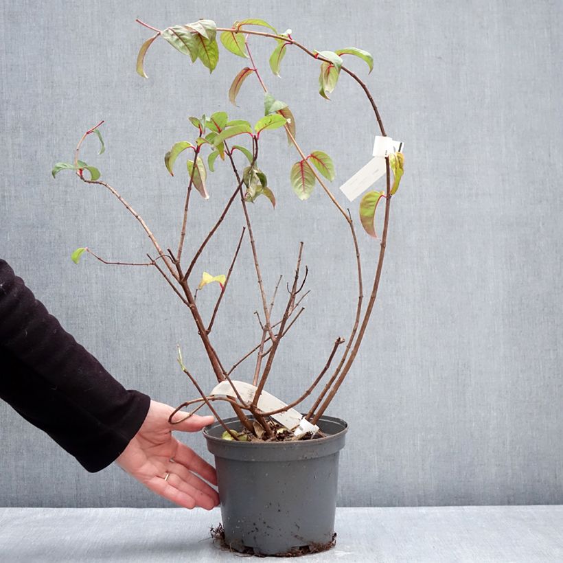 Example of Fuchsia alpestris - Fucsia Vaso da 3L/4L as you get in hiver