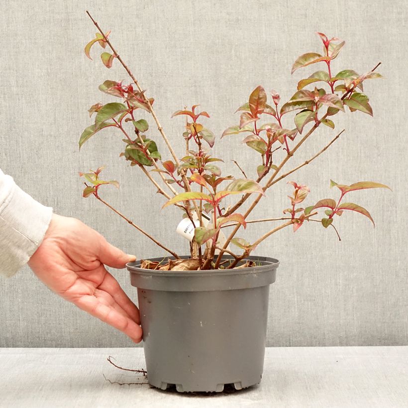 Fuchsia alpestris - Fucsia Vaso da 3L/4L esemplare consegnato in primavera