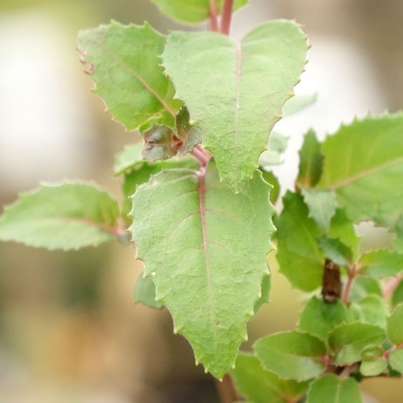 Fuchsia Beacon rosa - Fucsia (Foliage)