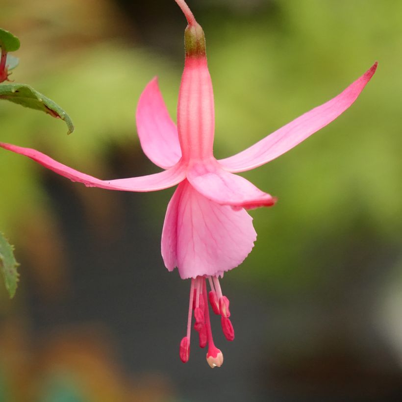 Fuchsia Beacon rosa - Fucsia (Flowering)