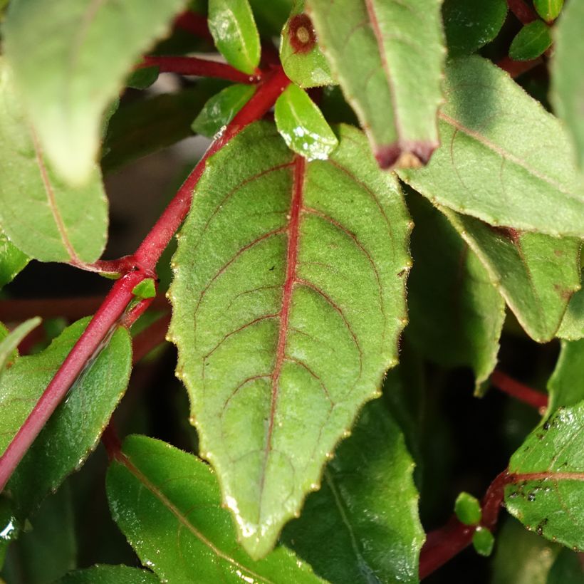 Fuchsia Bella Sacha - Fucsia (Fogliame)