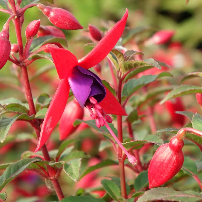 Fuchsia Bella Sacha - Fucsia (Fioritura)