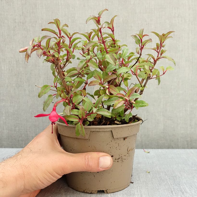 Esemplare di Fuchsia Bella Soila - Fucsia Vaso da Ø 12 cm / 13 cm come consegnato in autunno
