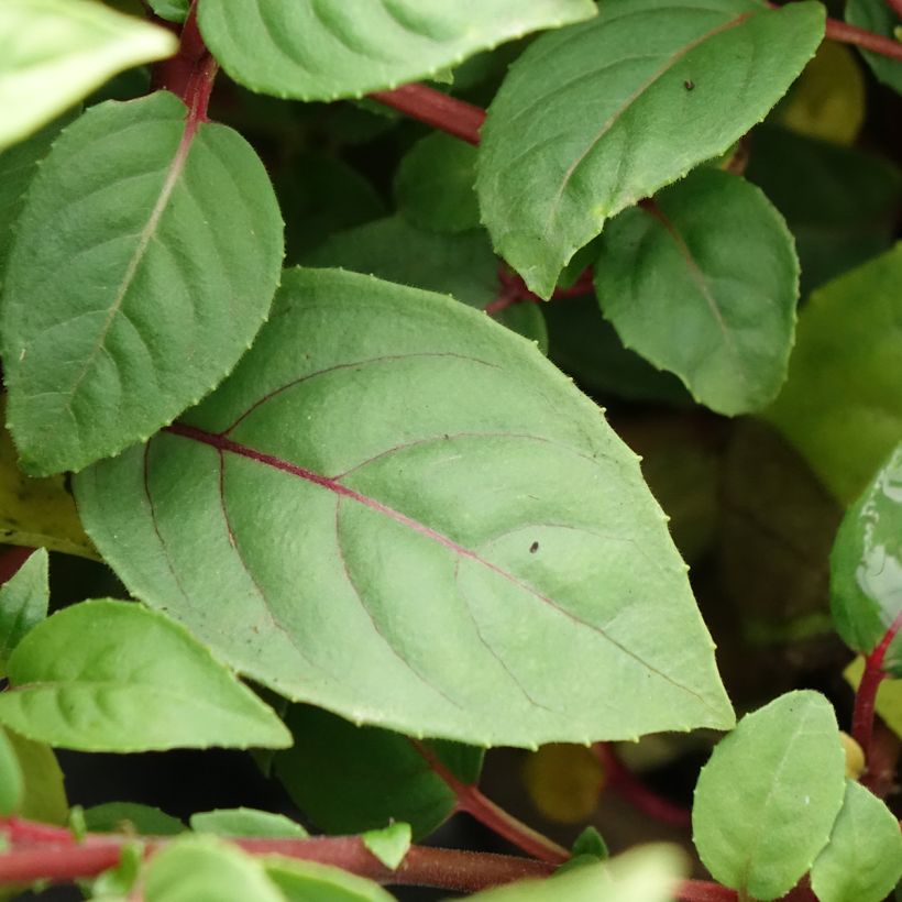 Fuchsia Paula Jane - Fucsia (Fogliame)