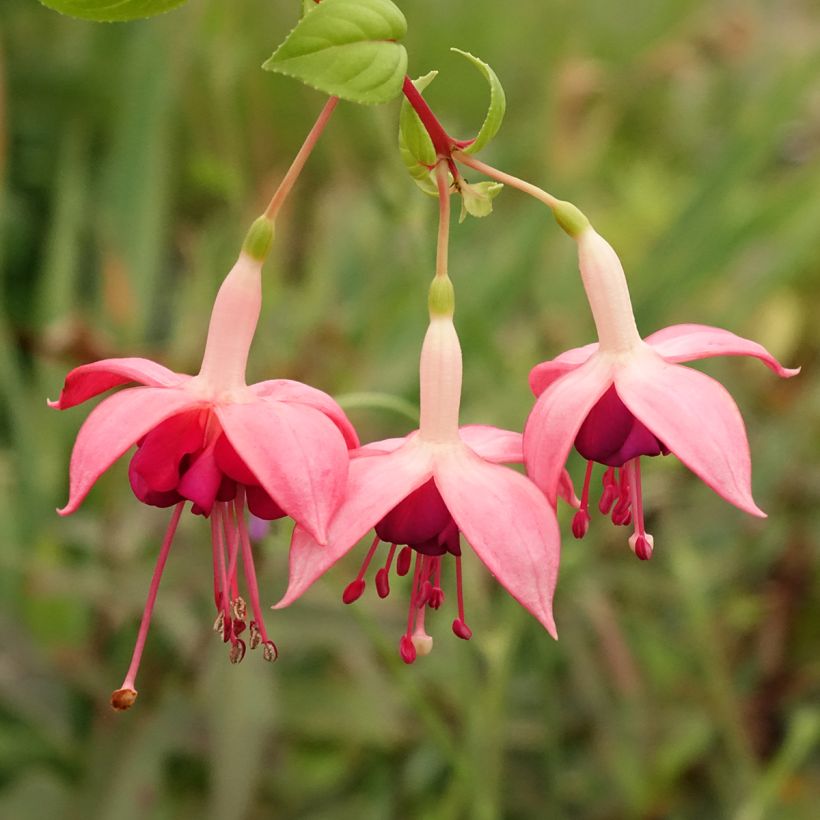 Fuchsia Paula Jane - Fucsia (Fioritura)