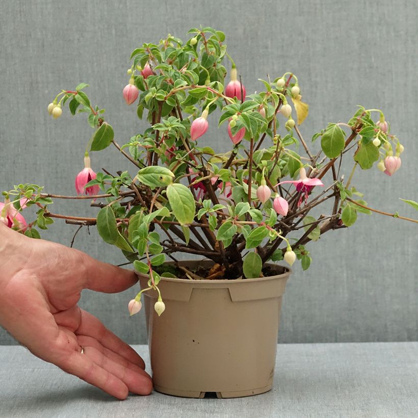 Esemplare di Fuchsia Paula Jane - Fucsia Vaso da Ø 12 cm / 13 cm consegnato in estate