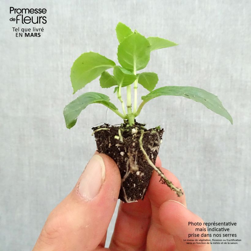 Fuchsia Celia Smedley - Fucsia mini zolla... esemplare consegnato in primavera