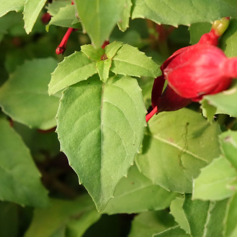 Fuchsia Chilli Red - Fucsia (Fogliame)
