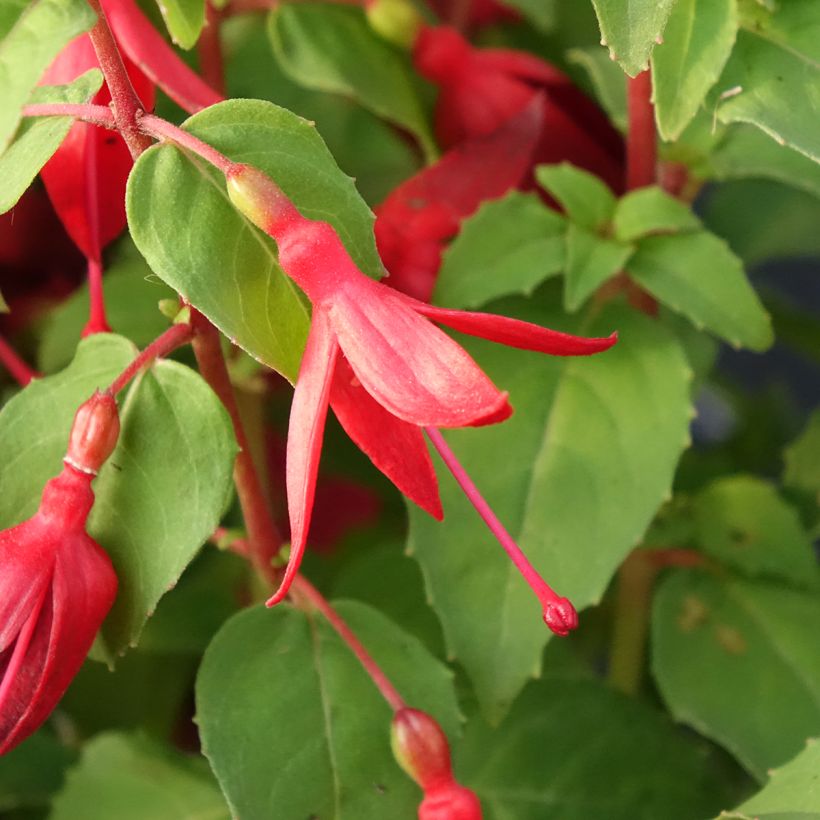 Fuchsia Chilli Red - Fucsia (Fioritura)