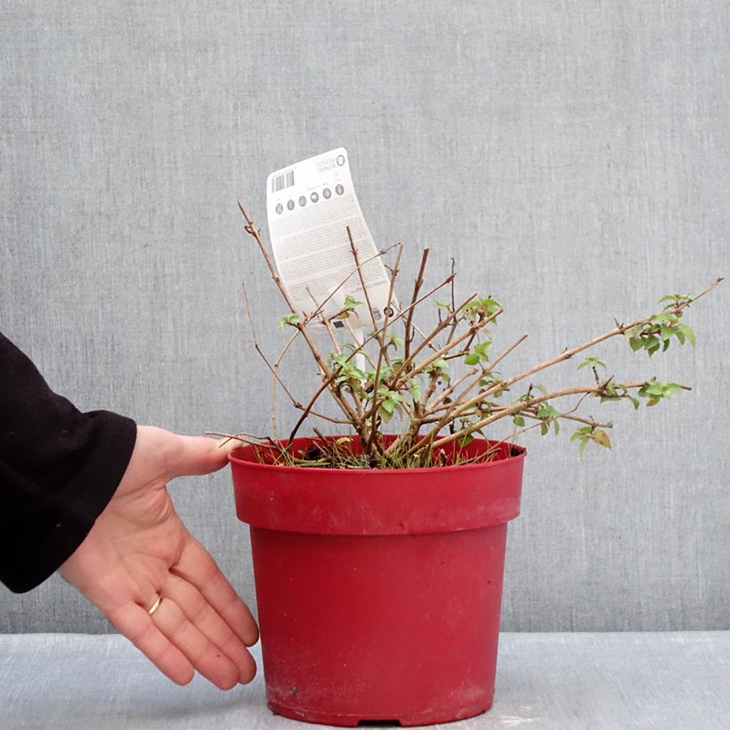 Fuchsia Chilli Red - Fucsia Vaso da 3L/4L esemplare consegnato in inverno