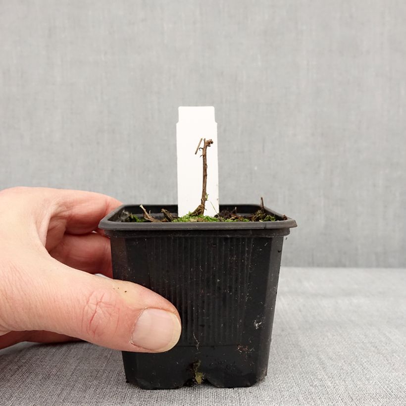 Example of Epilobium canum Dublin Vasetto da 8/9 cm as you get in hiver