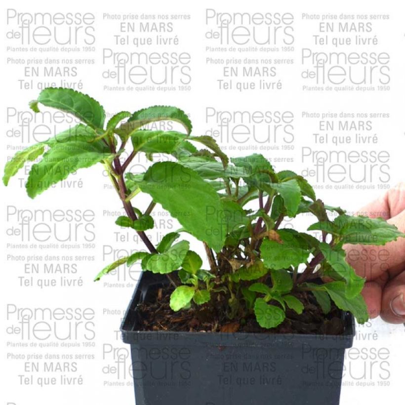 Esempio di esemplare Phygelius rectus Funfare Wine Vaso da Ø 10 cm/11 cm come consegnato