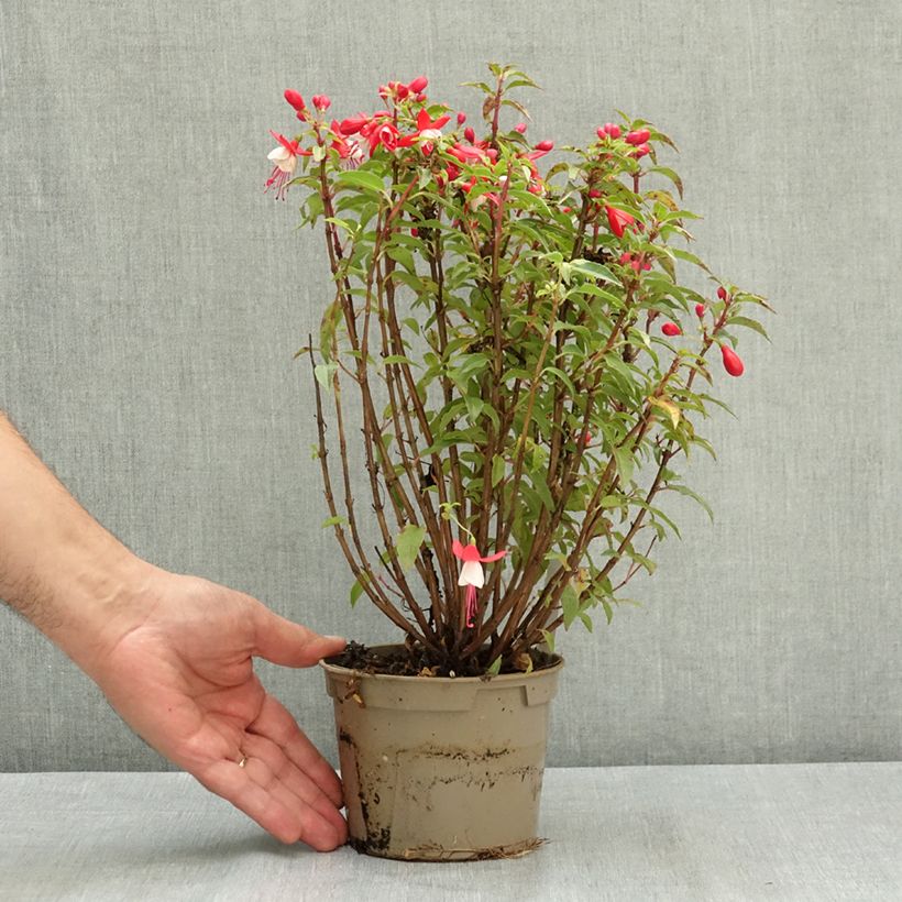 Esemplare di Fuchsia Ernie - Fucsia Vaso da Ø 12 cm / 13 cm consegnato in estate
