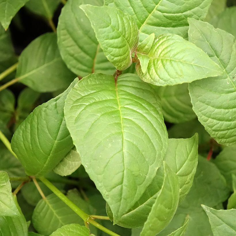Fuchsia First Success - Fucsia (Fogliame)