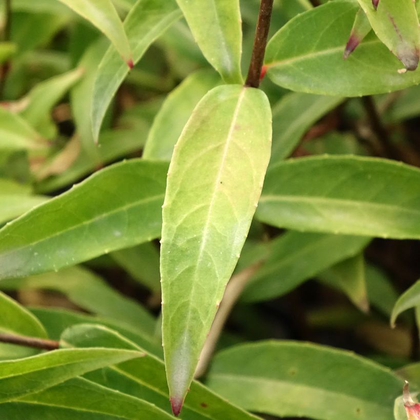 Fuchsia hatschbachii - Fucsia di Hatschbach (Foliage)