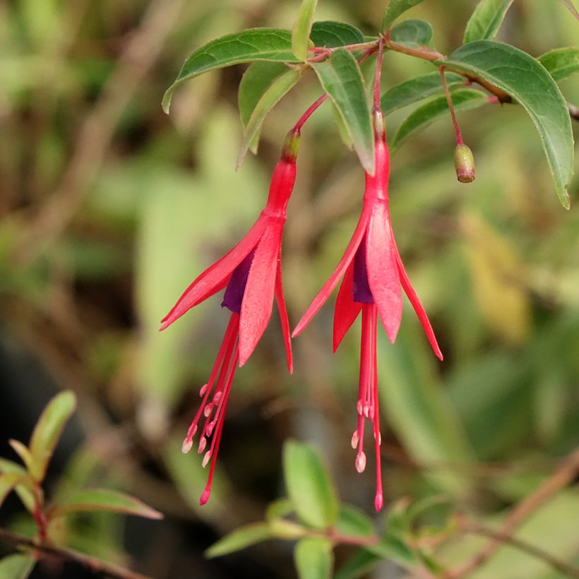 Fuchsia hatschbachii - Fucsia di Hatschbach (Flowering)