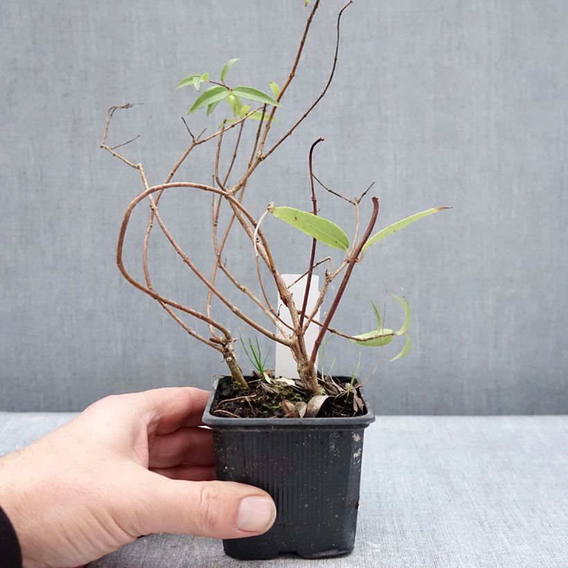 Example of Fuchsia hatschbachii - Fucsia di Hatschbach Vasetto da 8/9 cm as you get in hiver