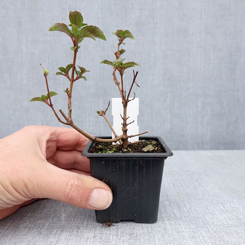 Example of Fuchsia Heidi Ann - Fucsia Vasetto da 8/9 cm as you get in printemps