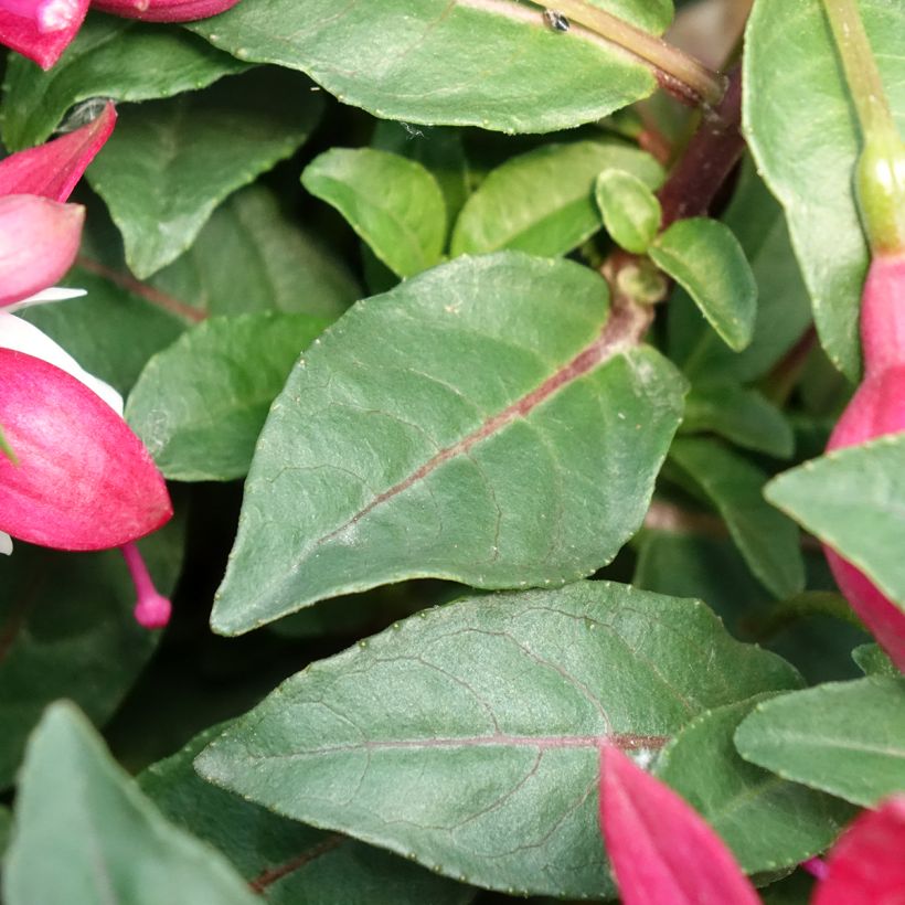 Fuchsia Jollies Madiran - Fucsia (Fogliame)