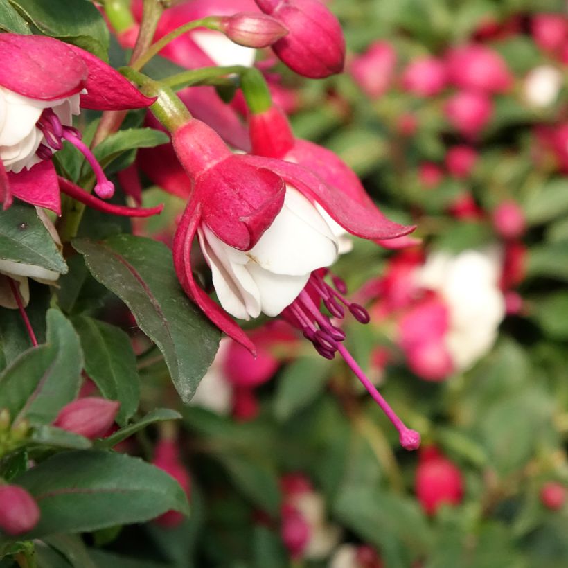 Fuchsia Jollies Madiran - Fucsia (Fioritura)